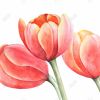 Three tulips closeup - 32x32 Print on canvas