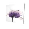 Purple anemone flower - 12x12 Print on canvas