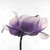 Purple anemone flower - 12x12 Print on canvas